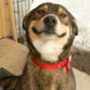 Meet your Posher, Paul